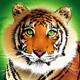 Tiger Treasures wild symbol